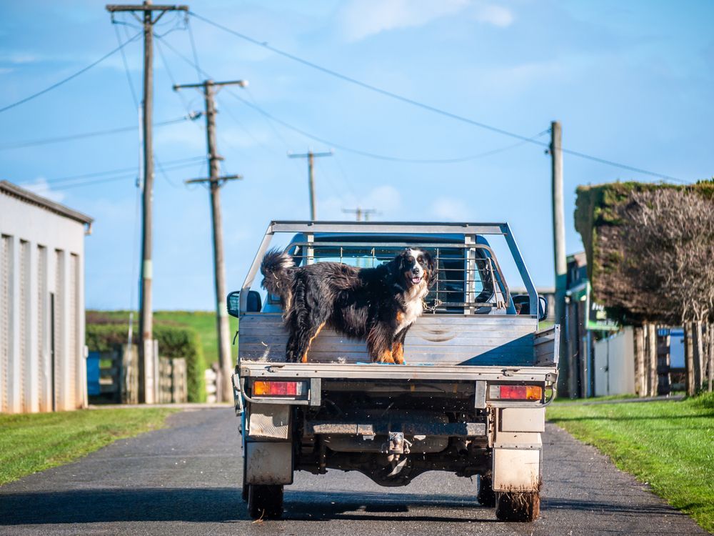 A Bernese Mountain Dog stands in the back of a pickup truck on a rural paved road lined with utility poles. — Mid Coast Smash Repairs In Tuncurry, NSW