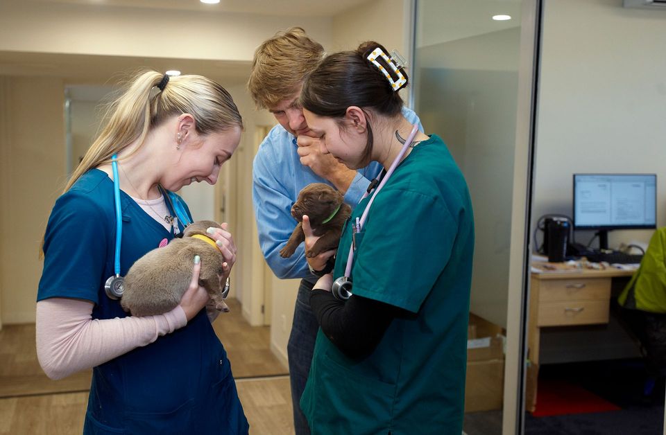 Veterinarian examining a yellow Labrador's ear while its owner looks on at a vet's office.