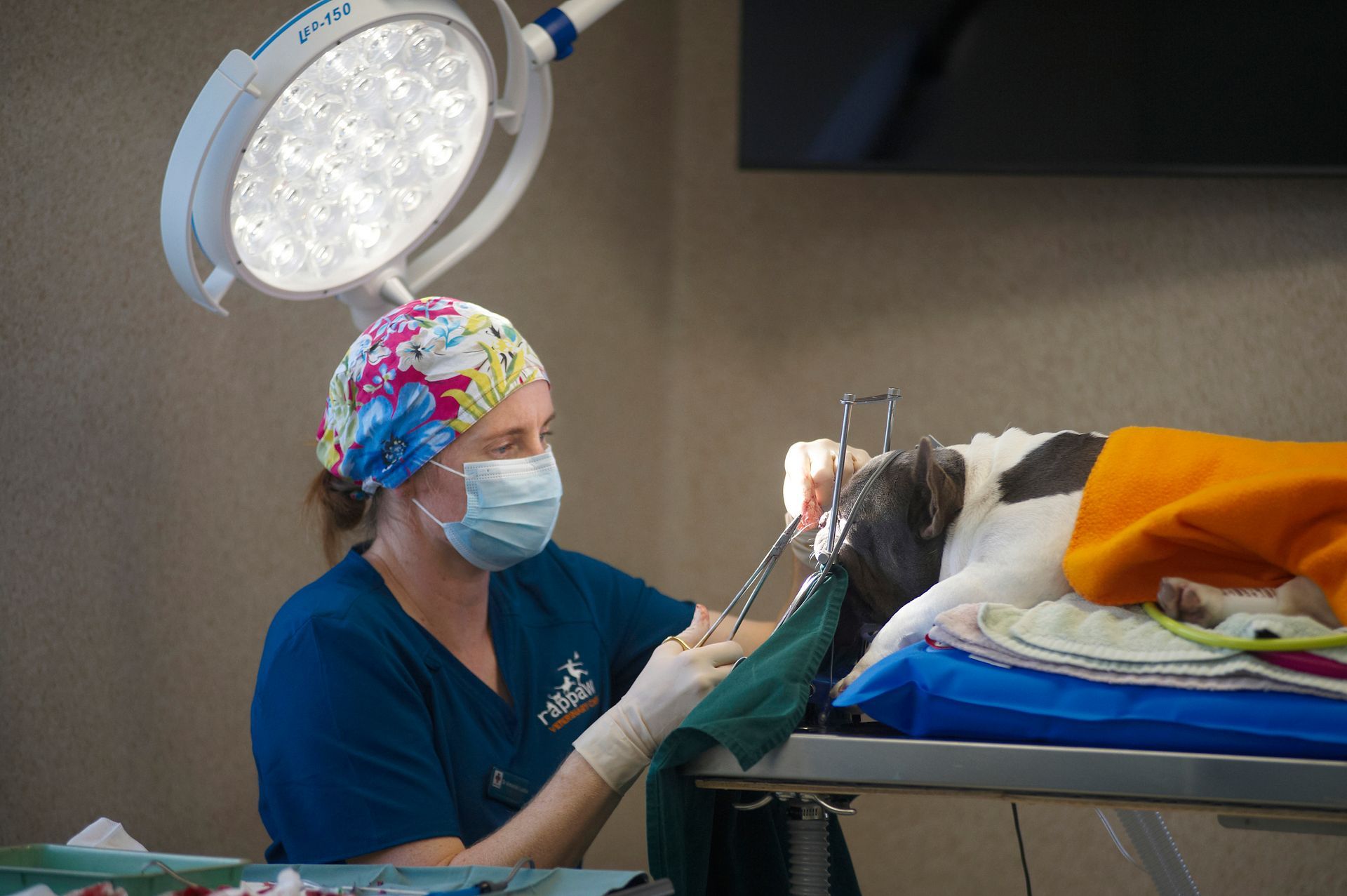 Veterinarians performing surgery on a dog, one using a headlamp.