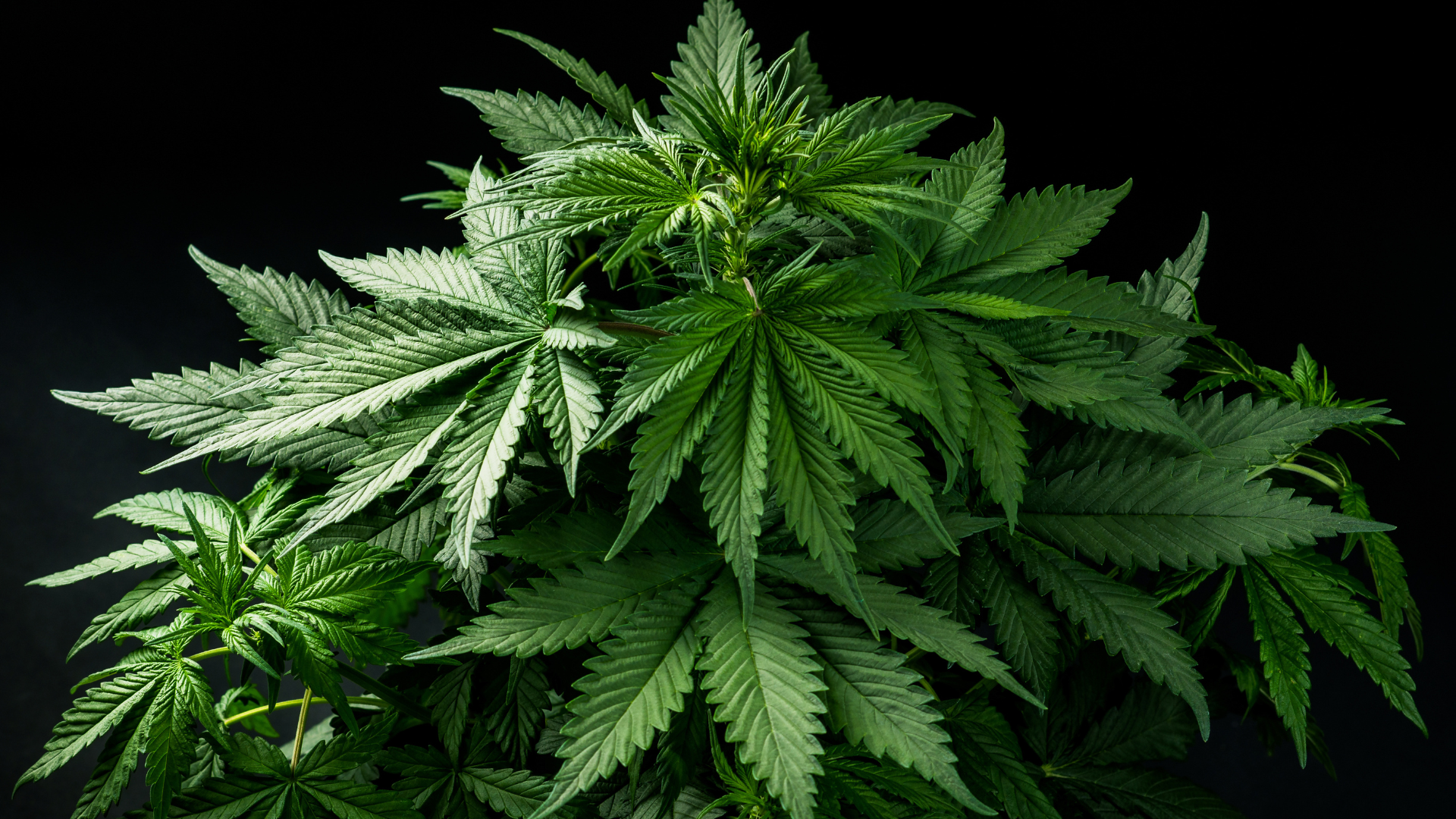 Green cannabis plant with serrated leaves against a black background.