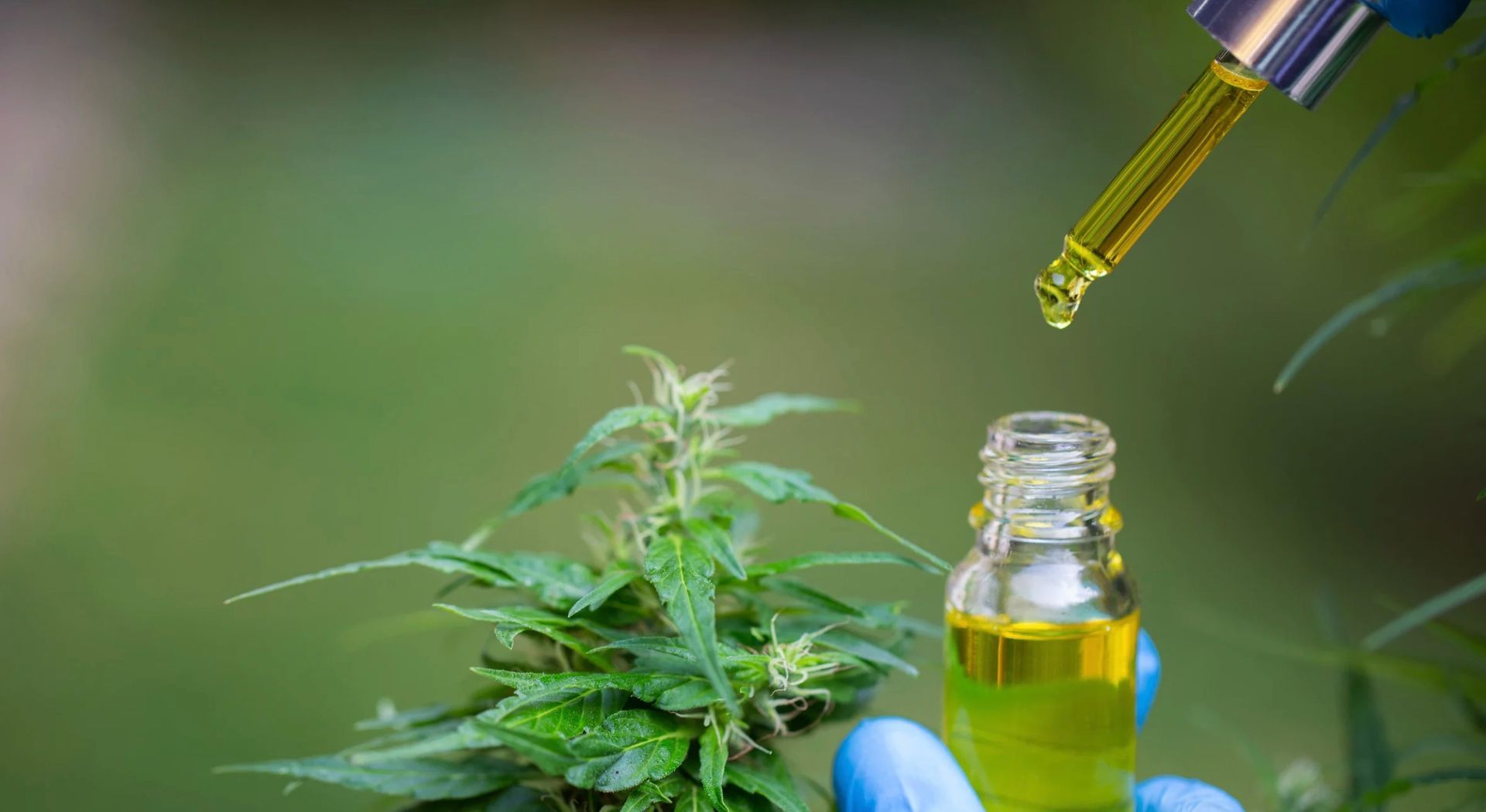 CBD oil dropper with a bottle and cannabis plant in a blurred green background.