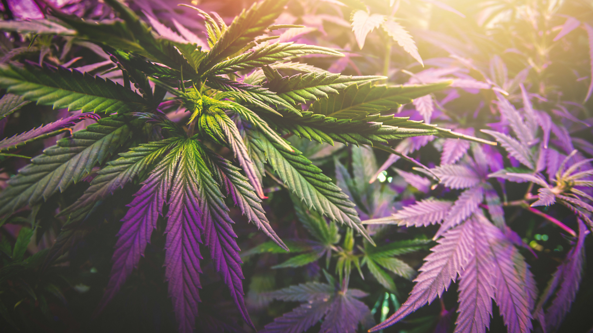 Limonene terpene in cannabis reduces THC anxiety, per scientific study