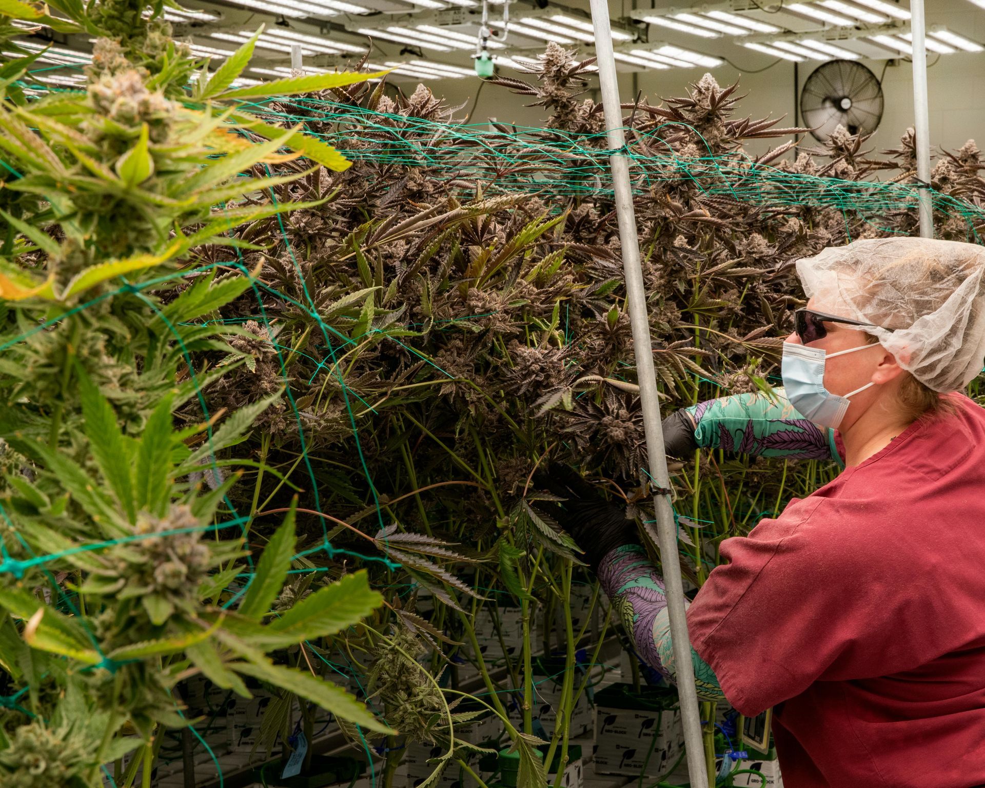 A woman wearing a mask is working in a greenhouse.