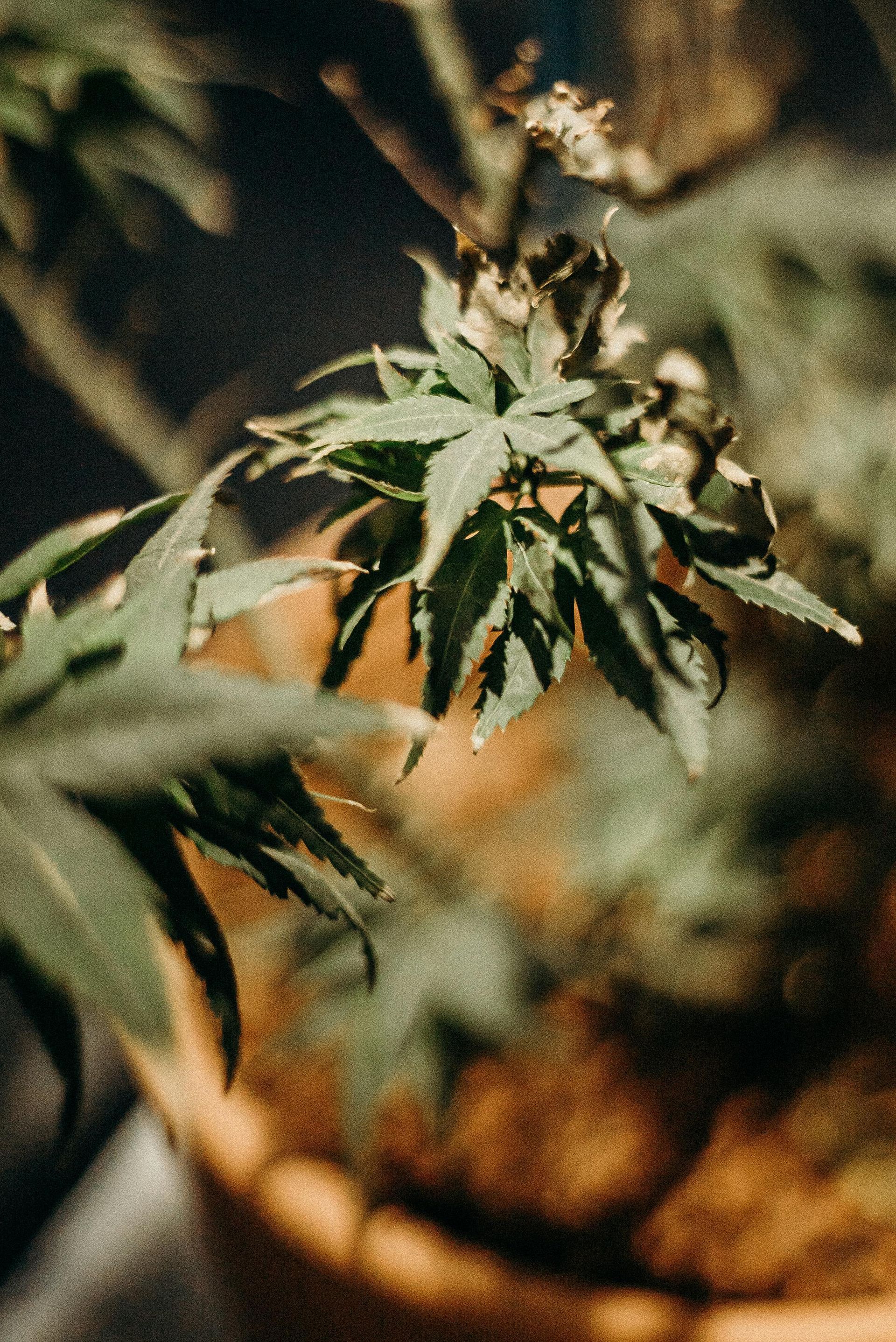 Cannabis terpenes chart with effects, flavors, and aroma profiles