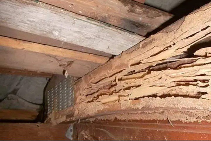 Wood infested of termites