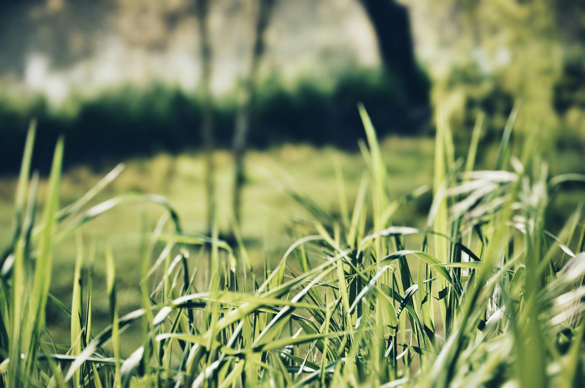 A close up of a field of grass with trees in the background.