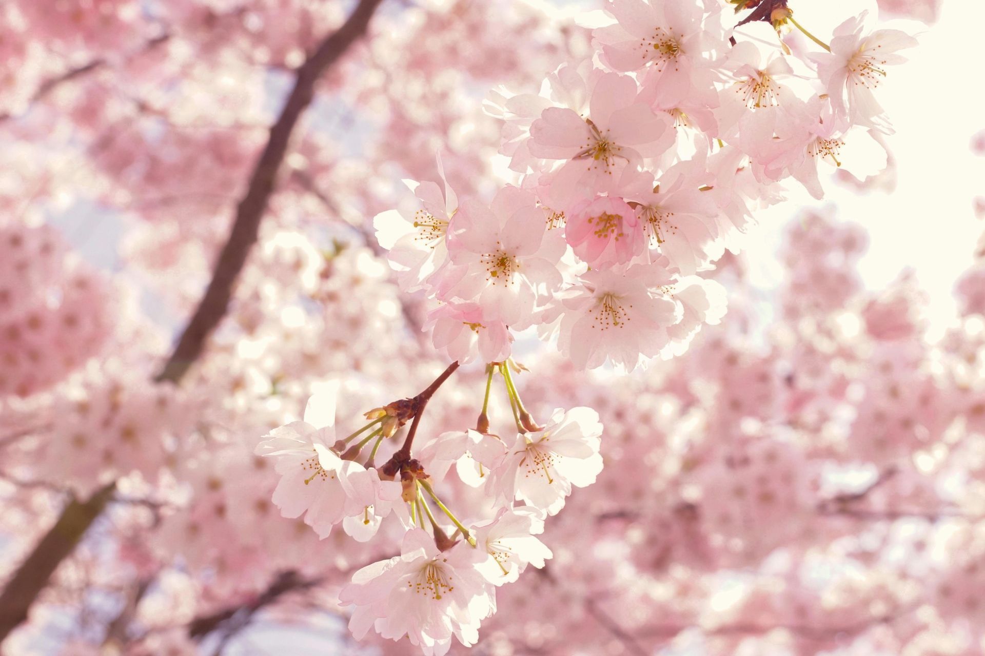A close up of a cherry blossom tree with pink flowers.