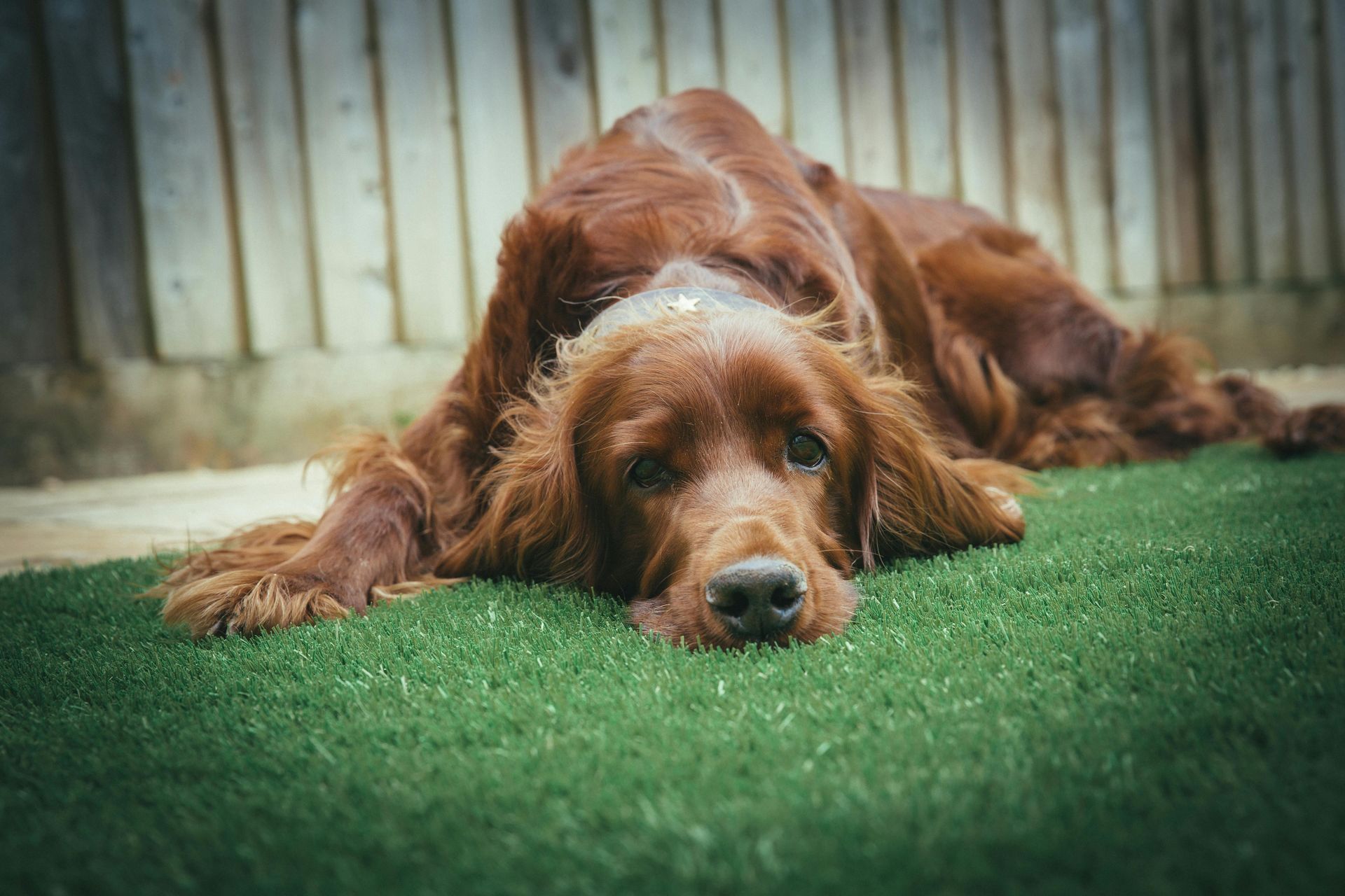 An Irish setter is laying on its back on the grass.