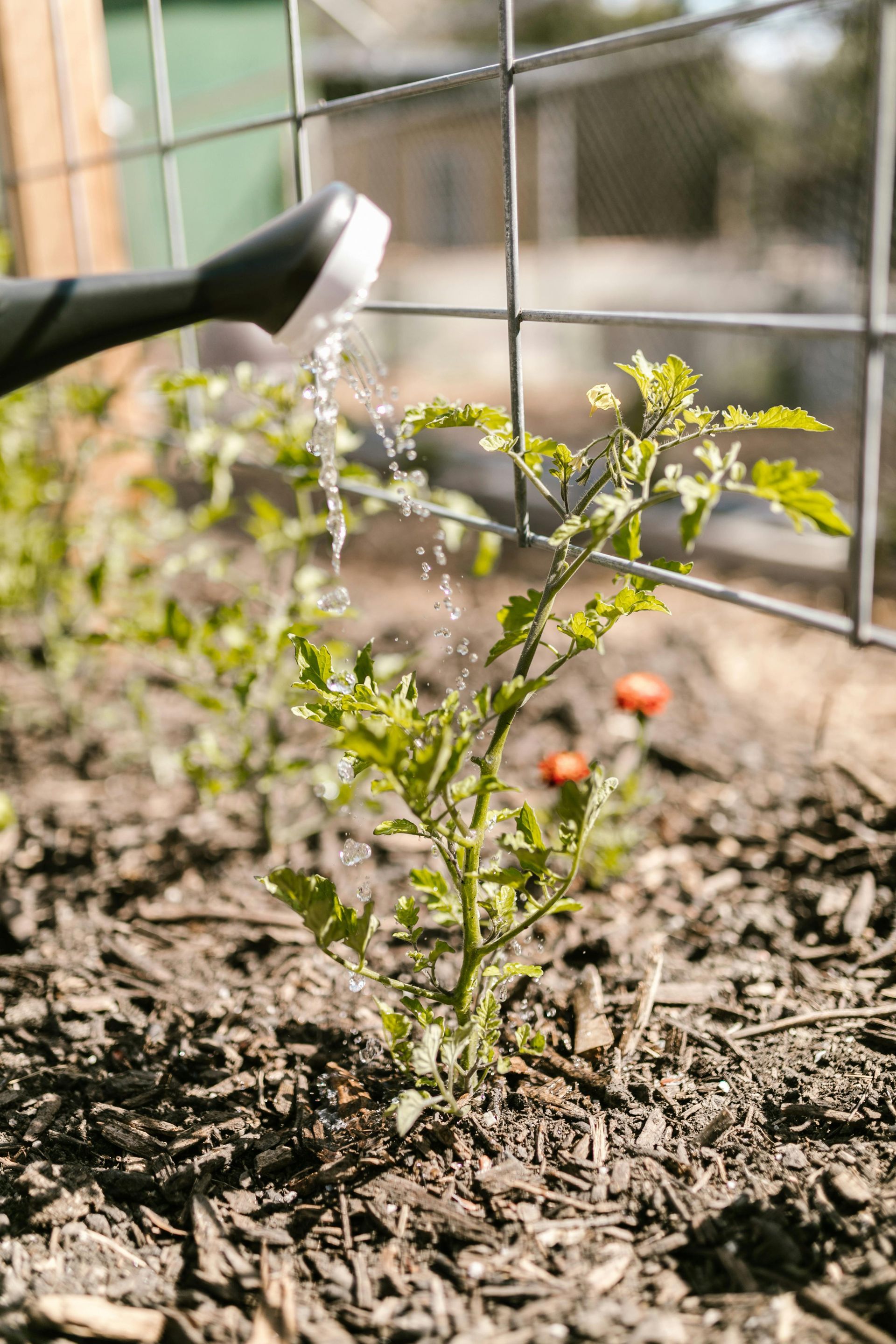 A person is watering a tomato plant in a garden with a watering can.