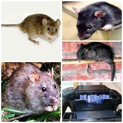 H.SERV DEDETIZADORA DESNTUPIDORA