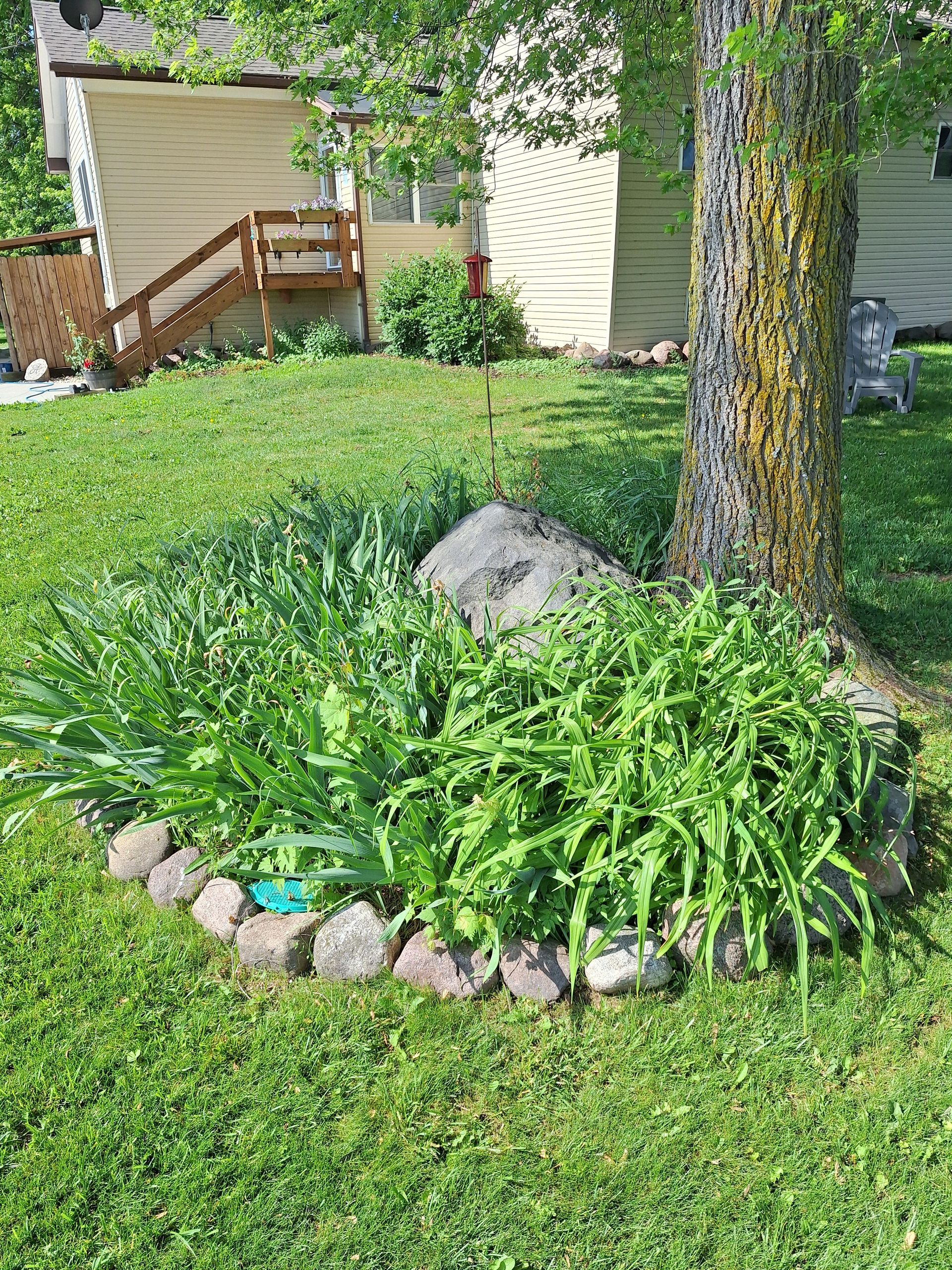 A rock-edged garden bed around a tree, with green plants and a house in the background.