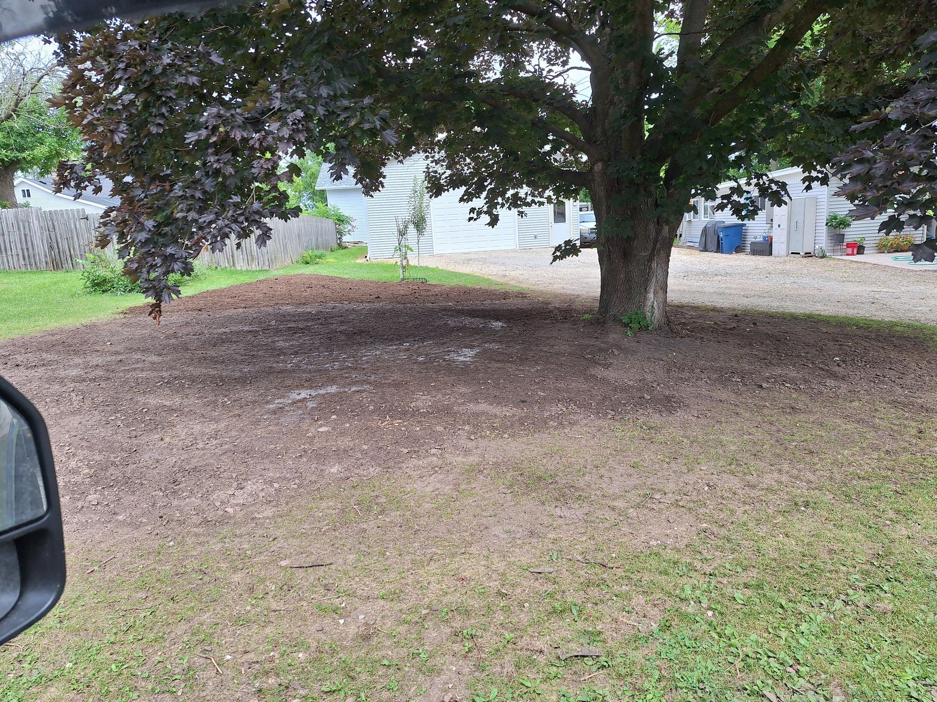A tree with reddish-purple leaves and brown mulch in a yard. Lawn, fence, and buildings in the background.