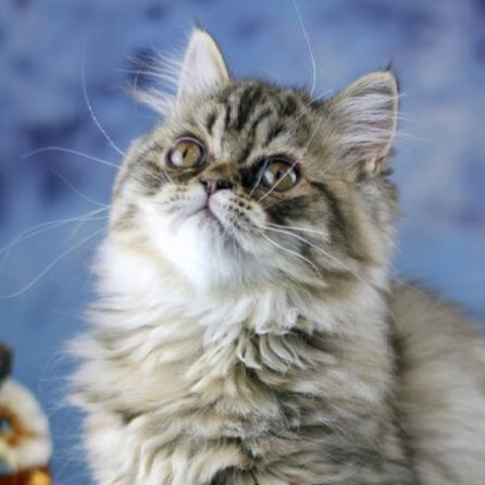 Napoleon Kitten
