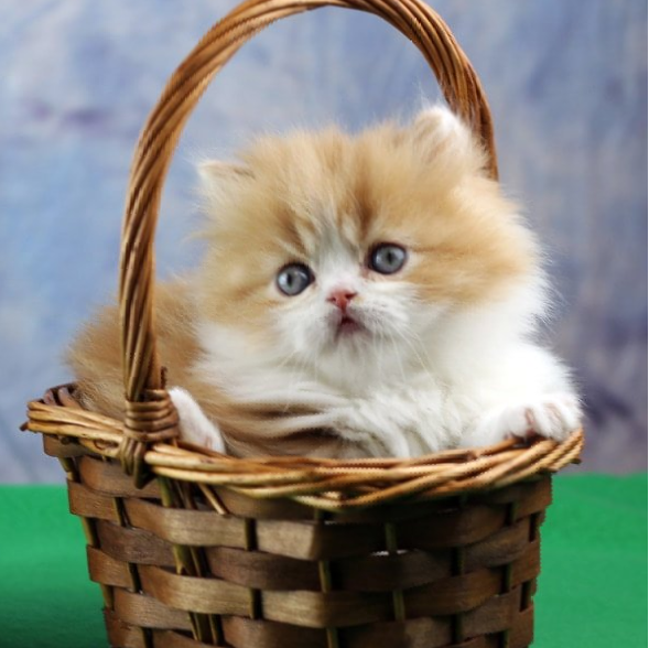 Napoleon Kitten