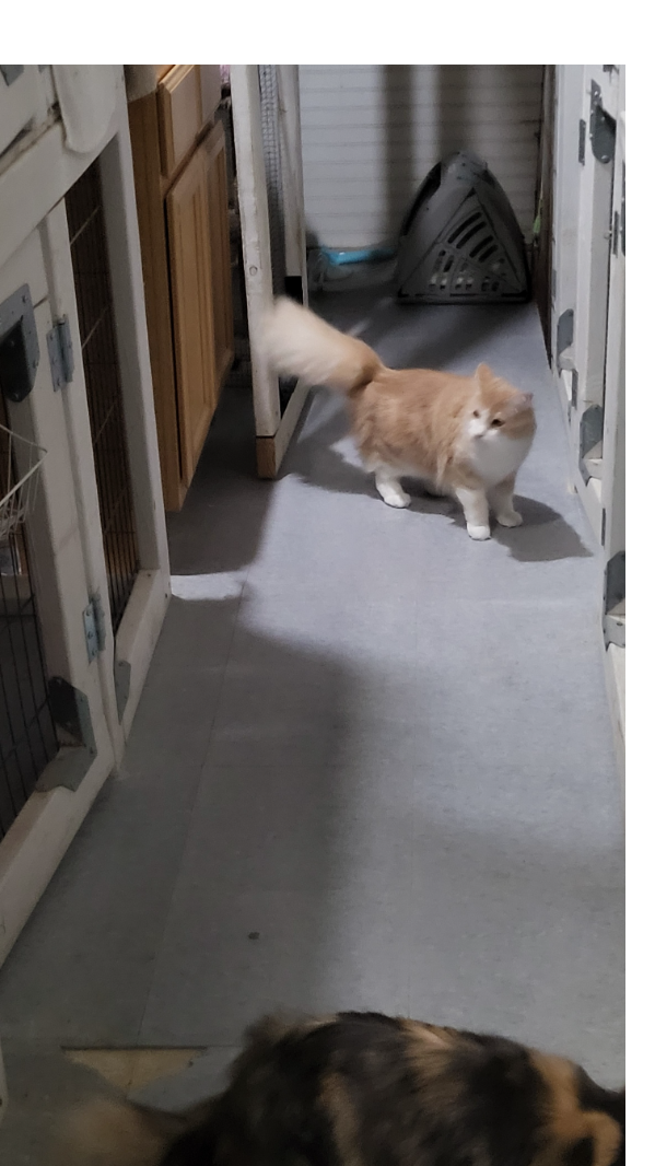 An orange and white kitten is sitting on top of a cat tree.