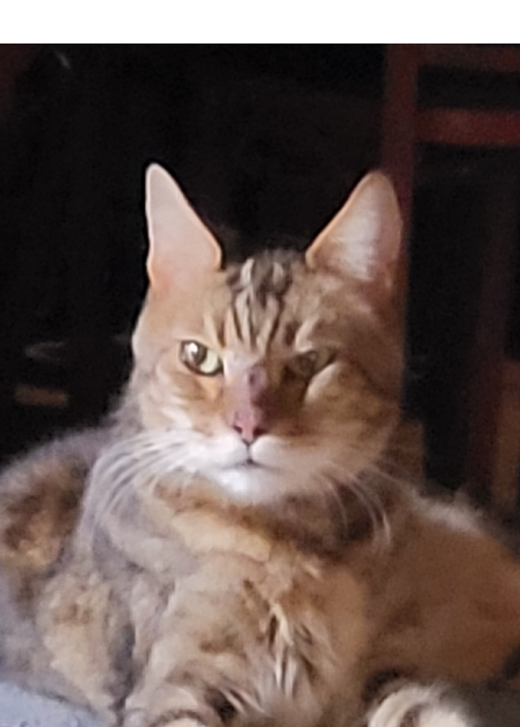 A cat is sitting on a window sill looking out the window.