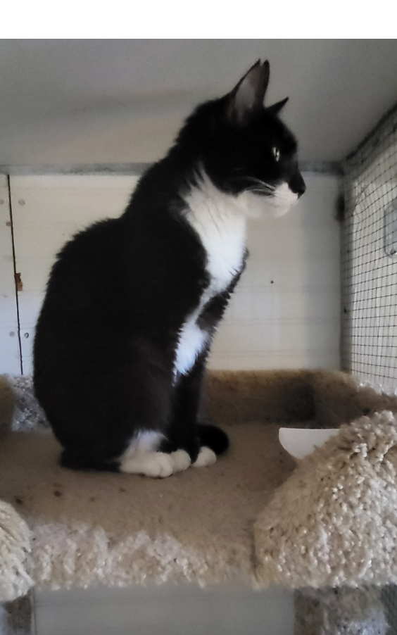 A close up of a cat laying on a bed looking at the camera.