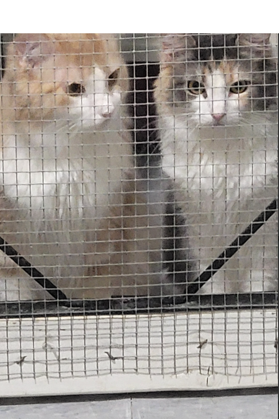 Three cats are laying on the floor in a room.