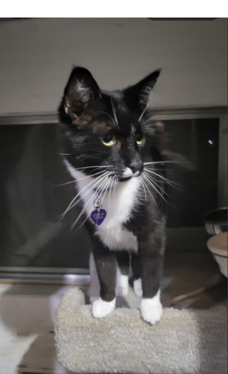 A white and orange cat wearing a pink collar is laying on a bed.