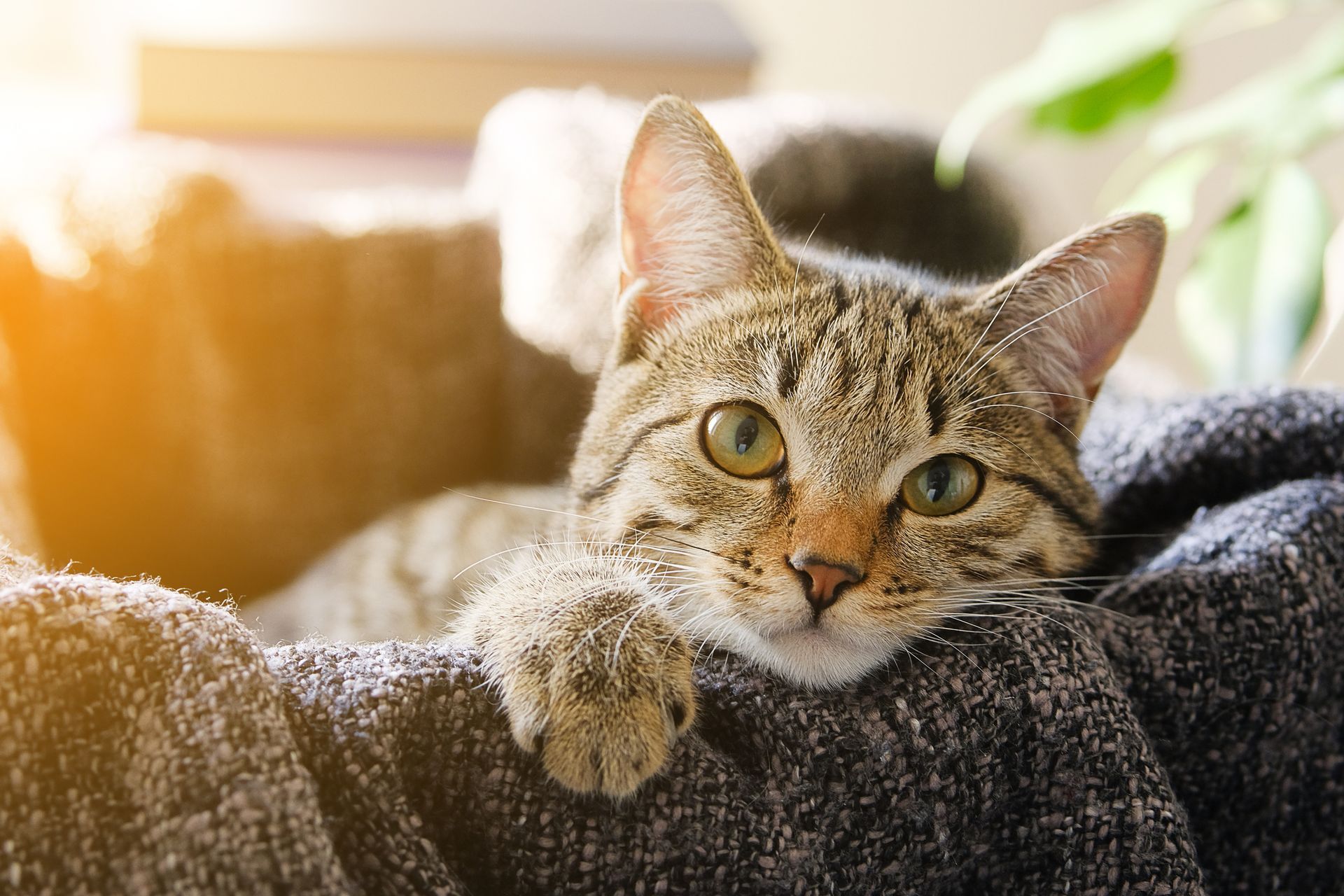 A cat is laying in a cat bed on a blanket.