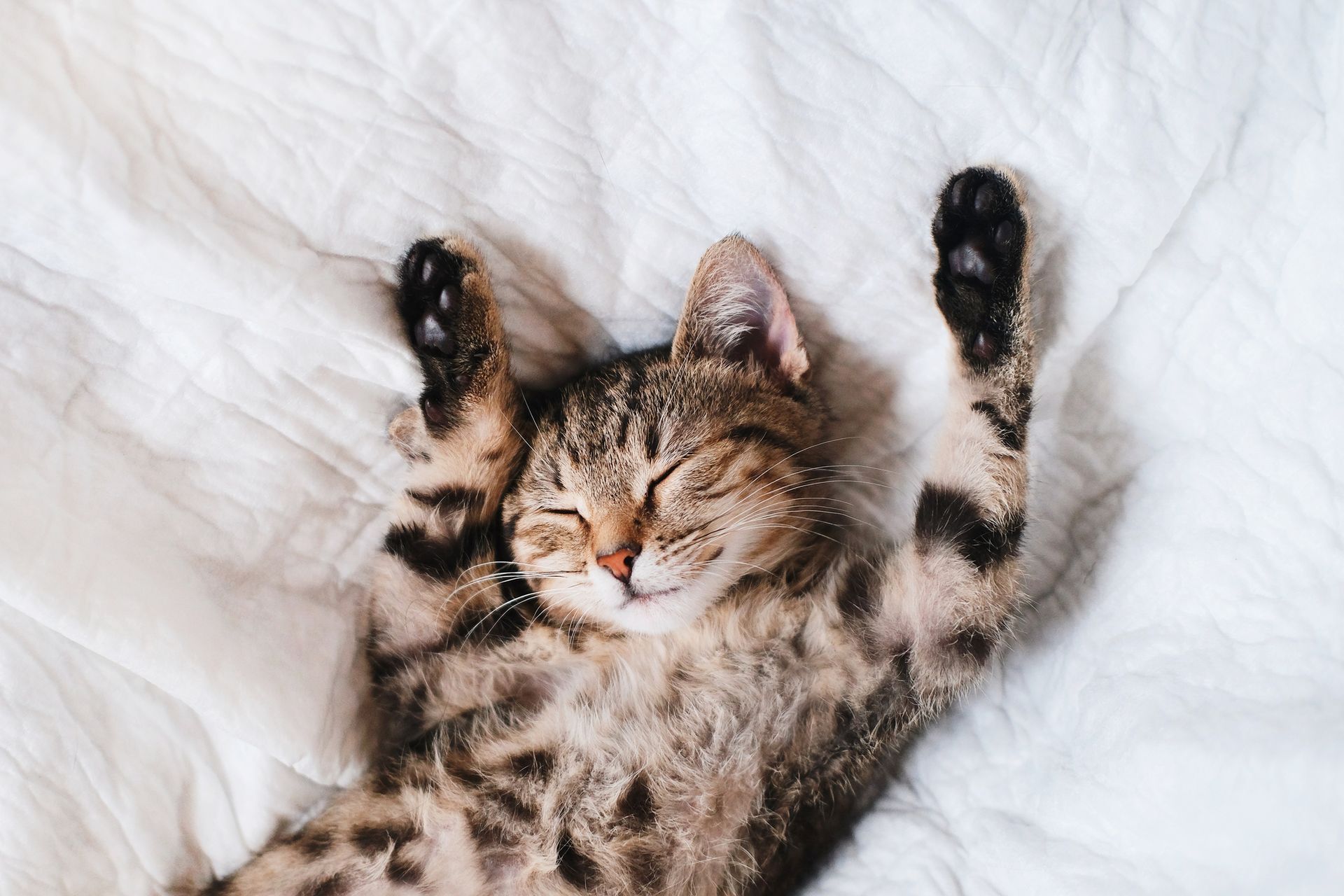 A cat is laying on its back on a bed with its paws up.