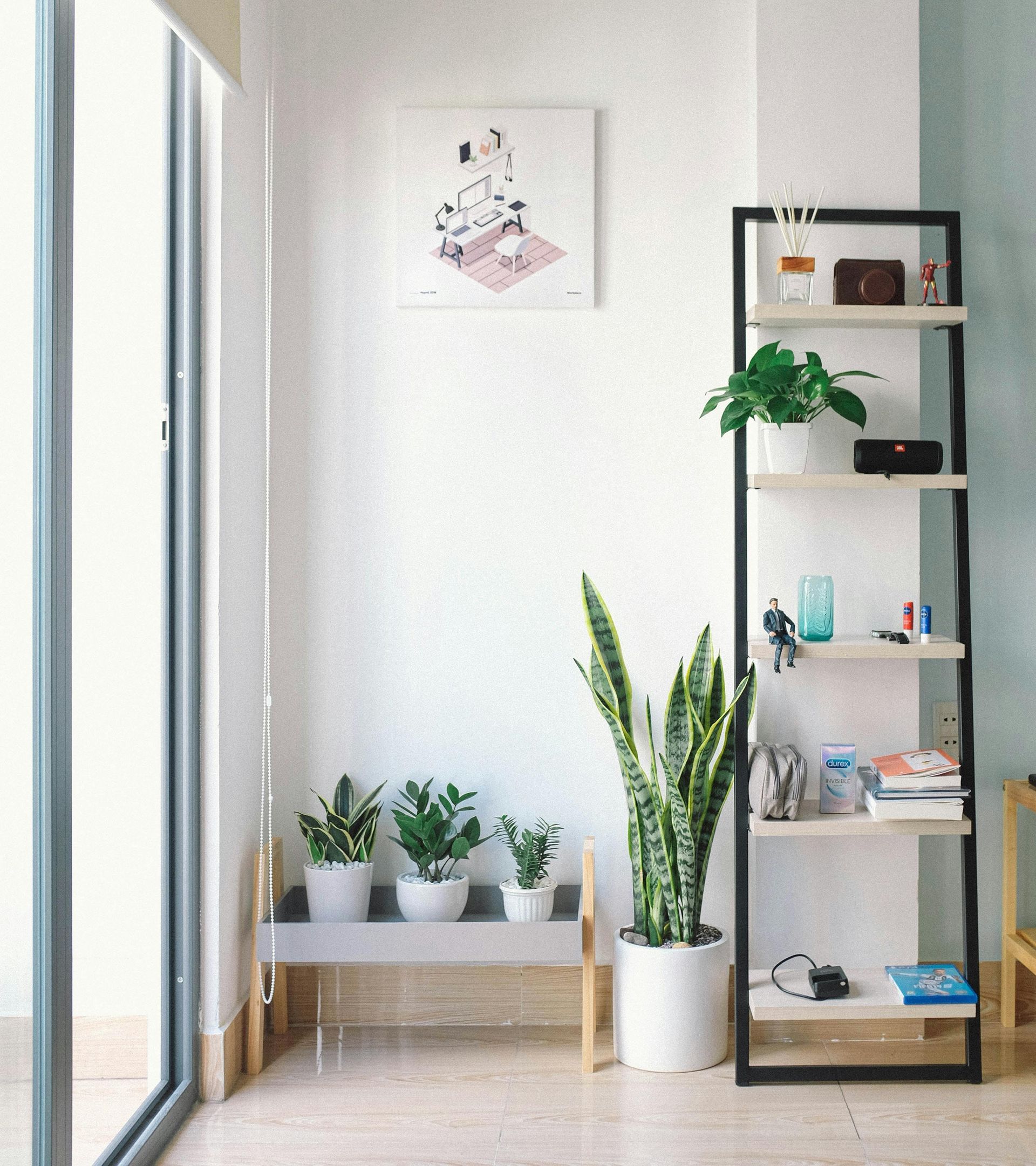 Bright room with plants and a shelf. Tall snake plant, small potted plants, and various items on shelves.