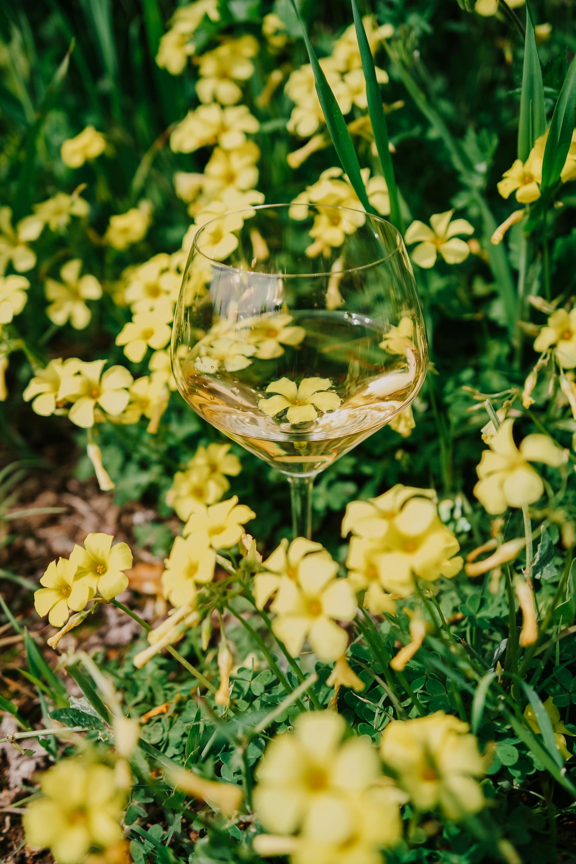 Glass of white wine amidst yellow flowers and green foliage.