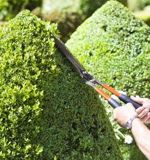 Hedge cutting and pruning