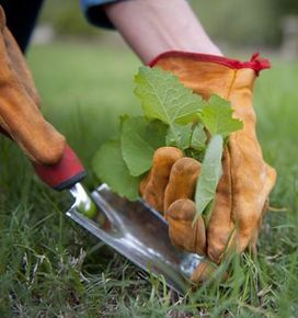 Weed control