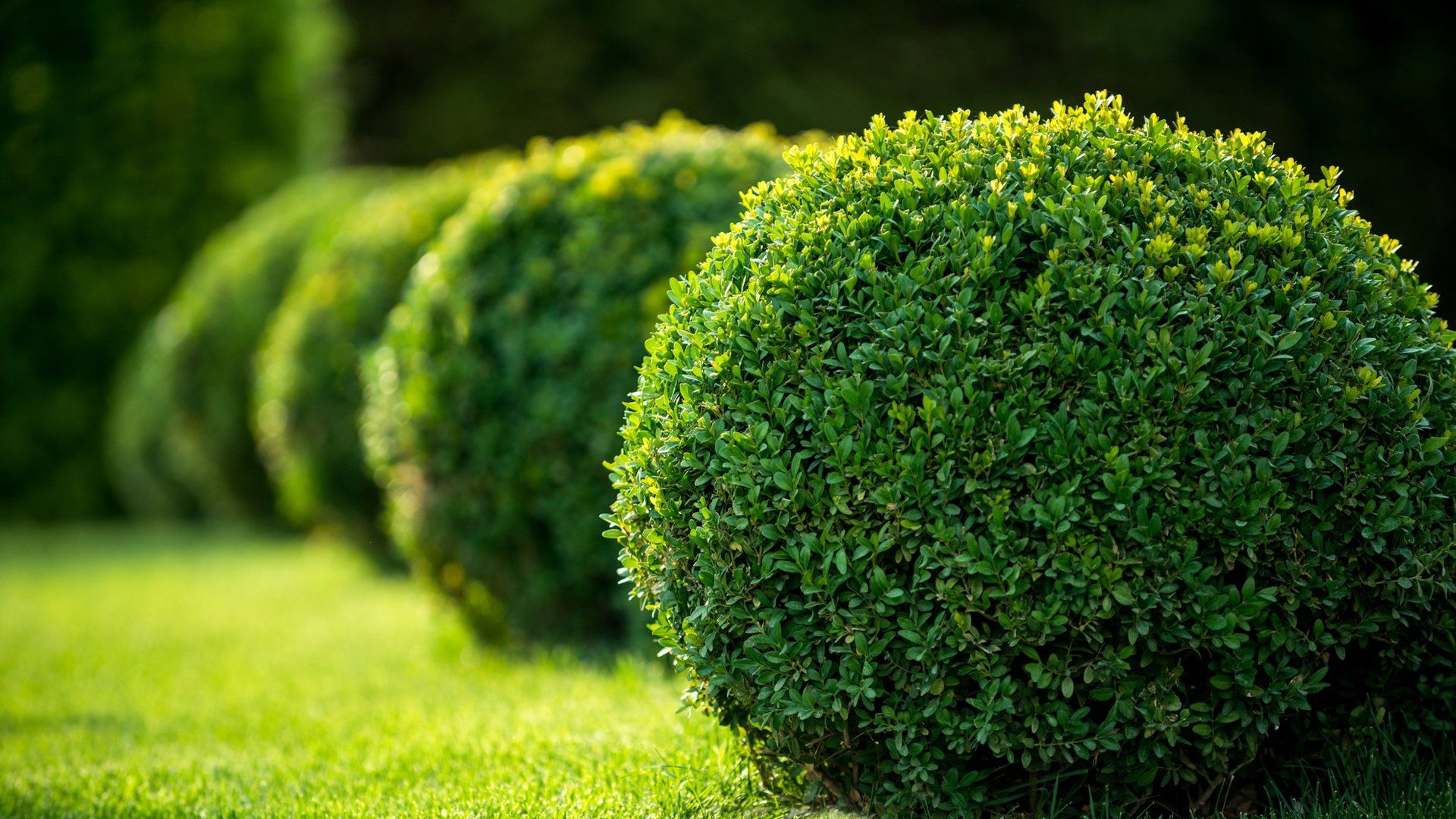 Hedge trimming