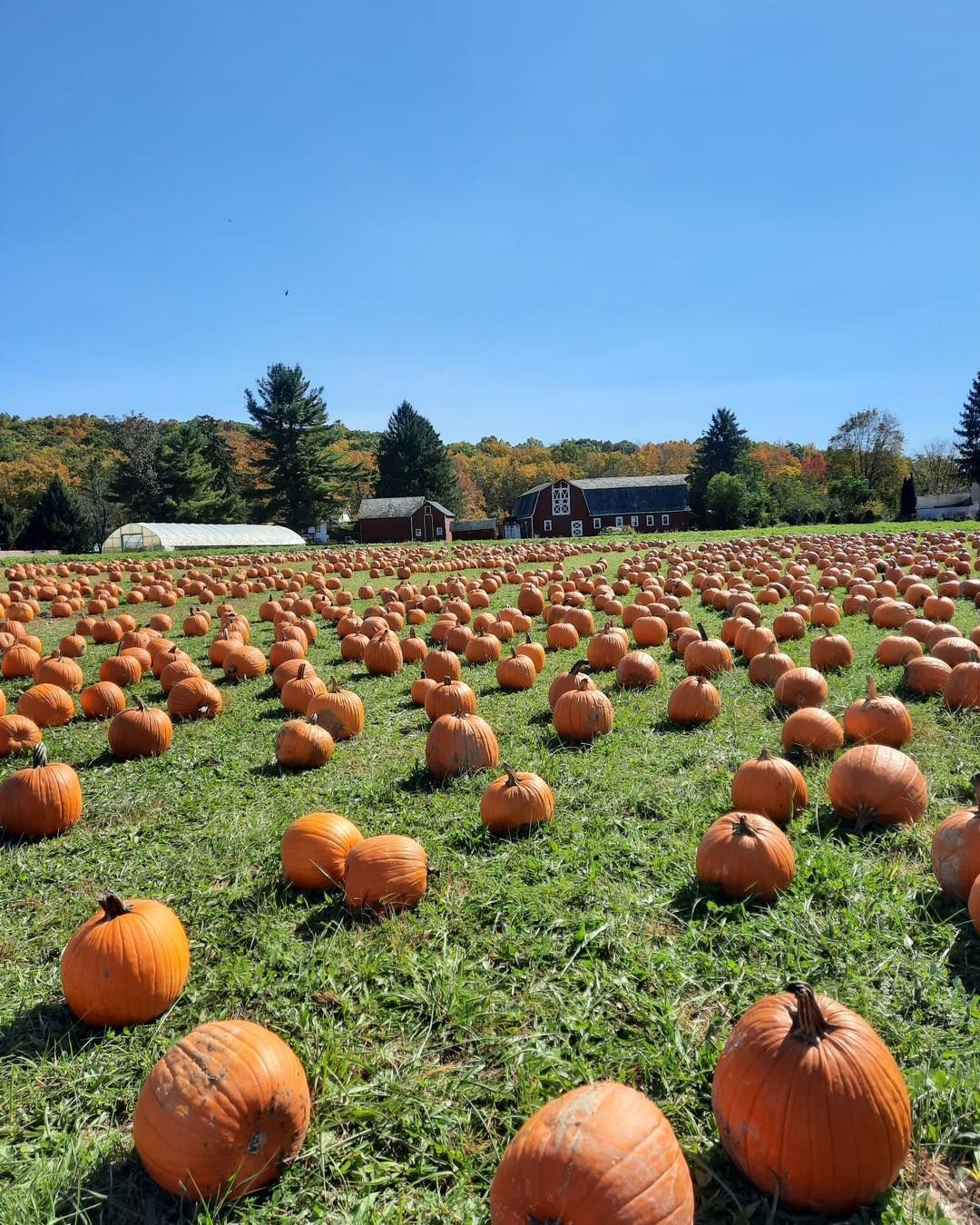 A field of pumpkins sitting on top of a lush green field.