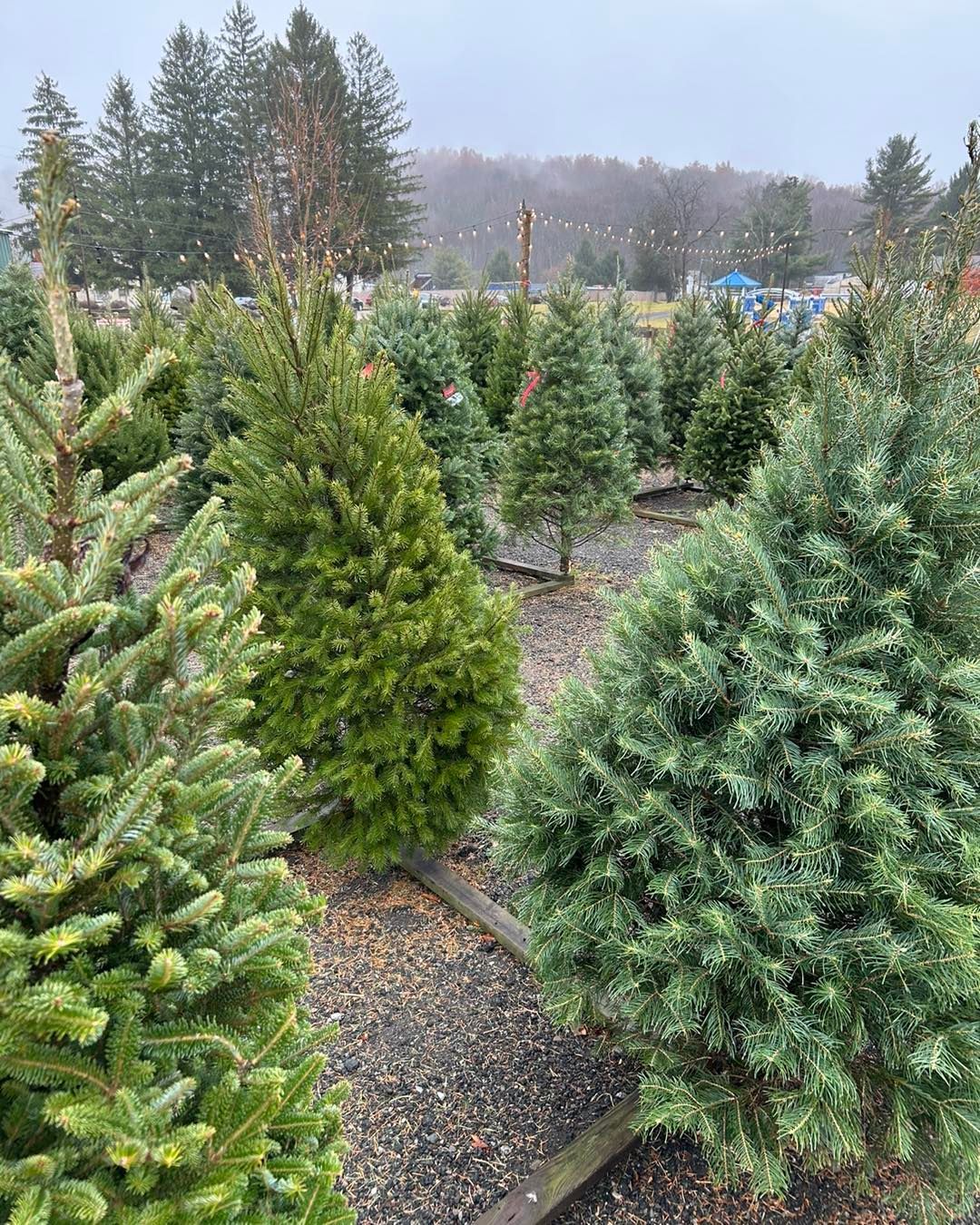 A lot of christmas trees are growing in a field.