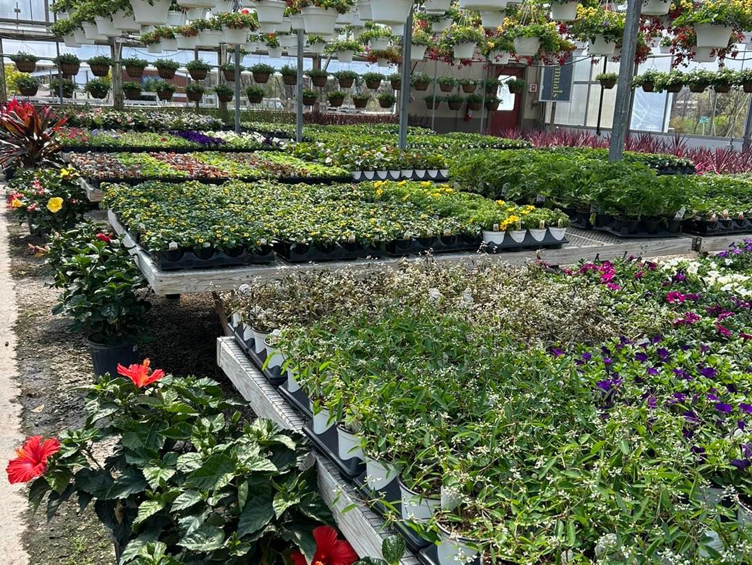 A greenhouse filled with lots of plants and flowers.