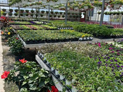 A greenhouse filled with lots of plants and flowers.