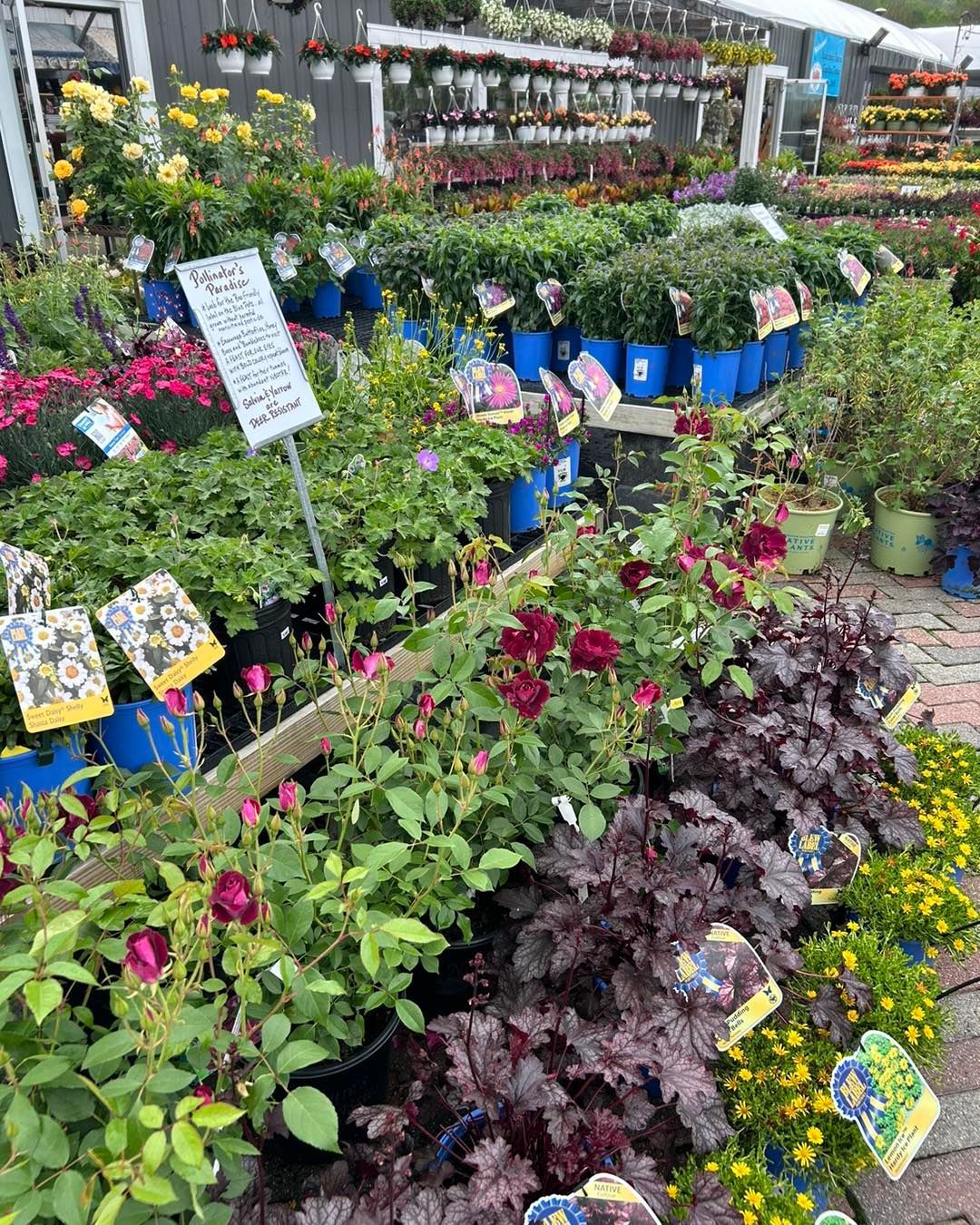 A garden center filled with lots of potted plants and flowers.