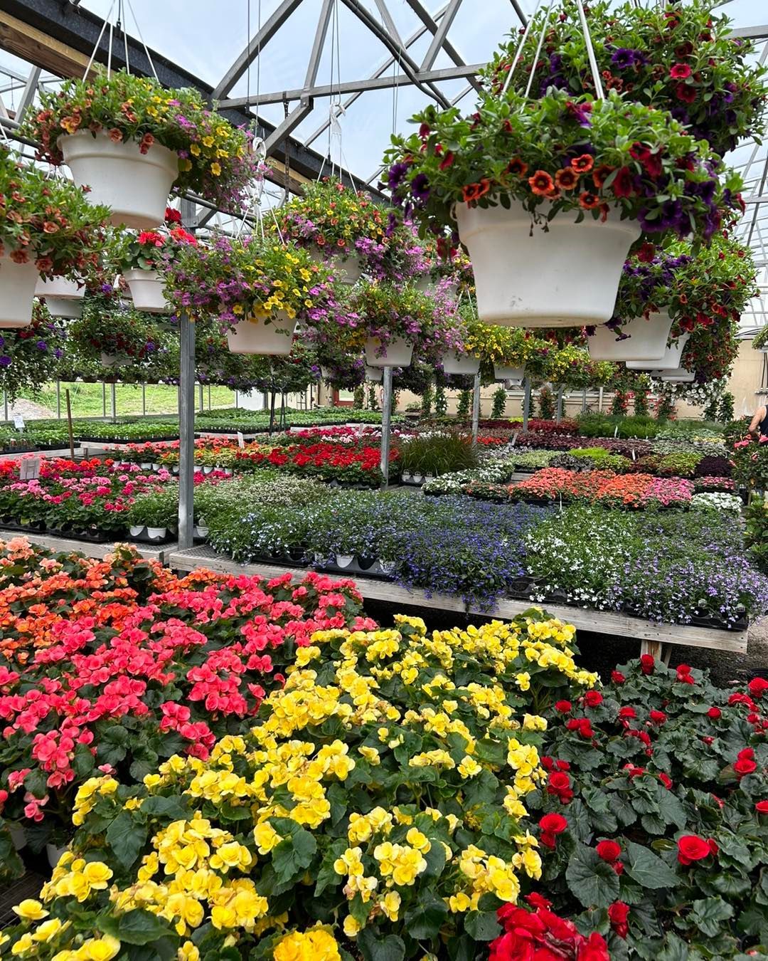 A greenhouse filled with lots of flowers and hanging baskets.