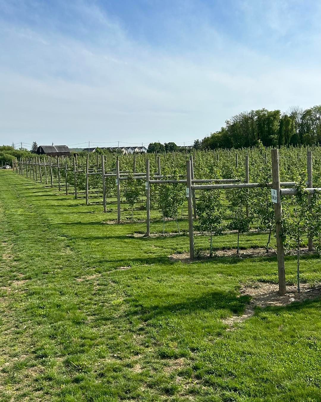 A row of vines growing in a field with a house in the background.