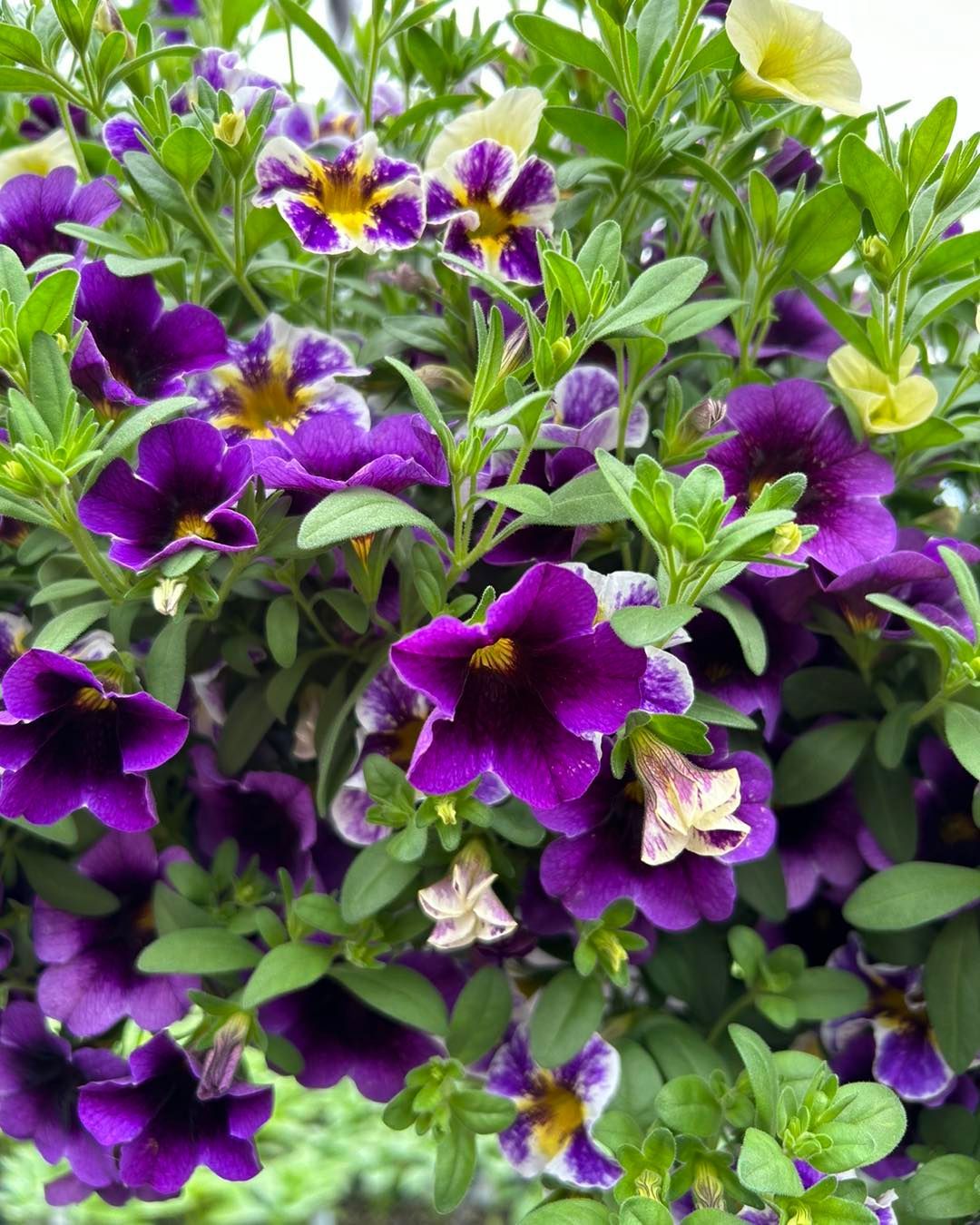 A bunch of purple and yellow flowers are growing on a plant.