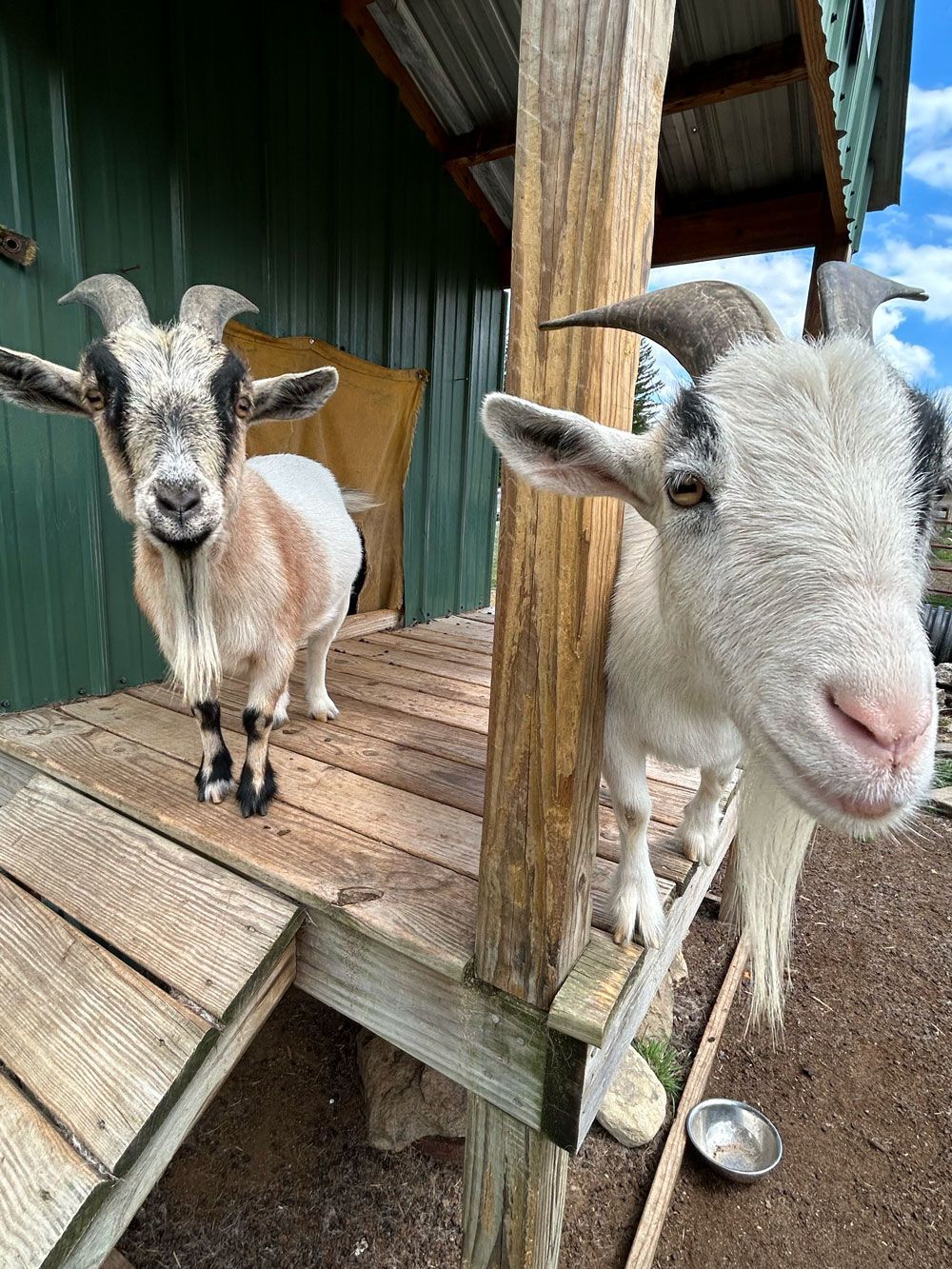 Three cows are standing in a grassy field and looking at the camera