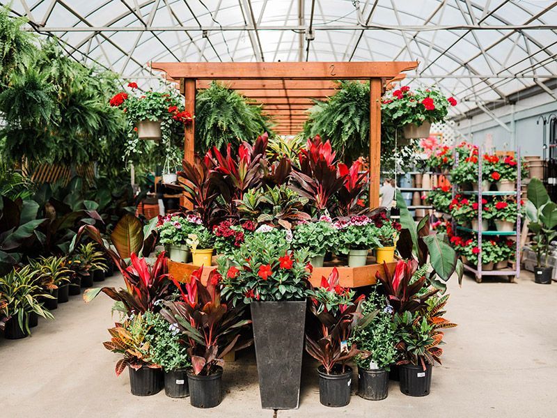 A greenhouse filled with lots of potted plants and flowers.