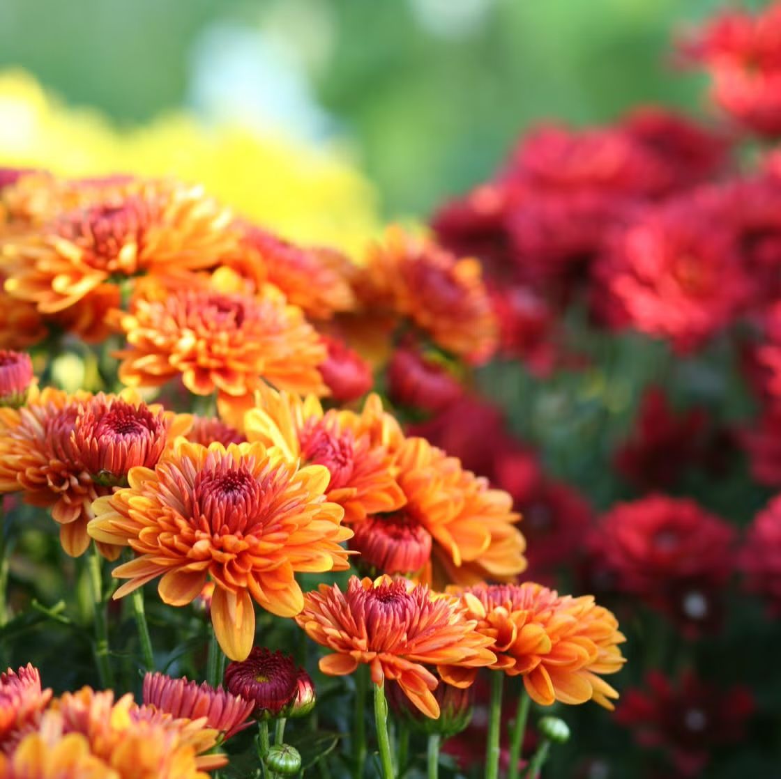 A bunch of orange and red flowers in a garden