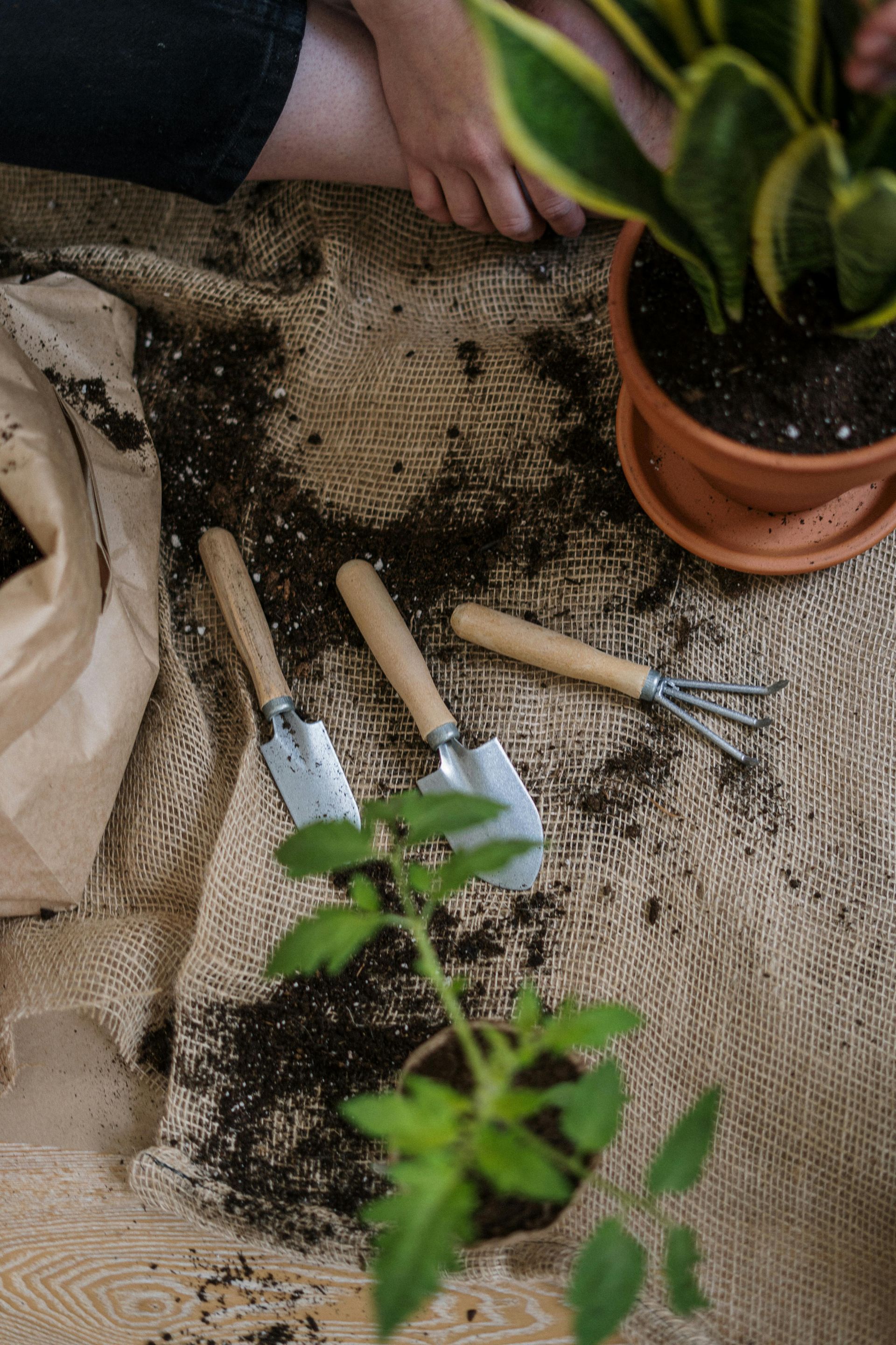 A person is planting a plant in a pot on the floor.