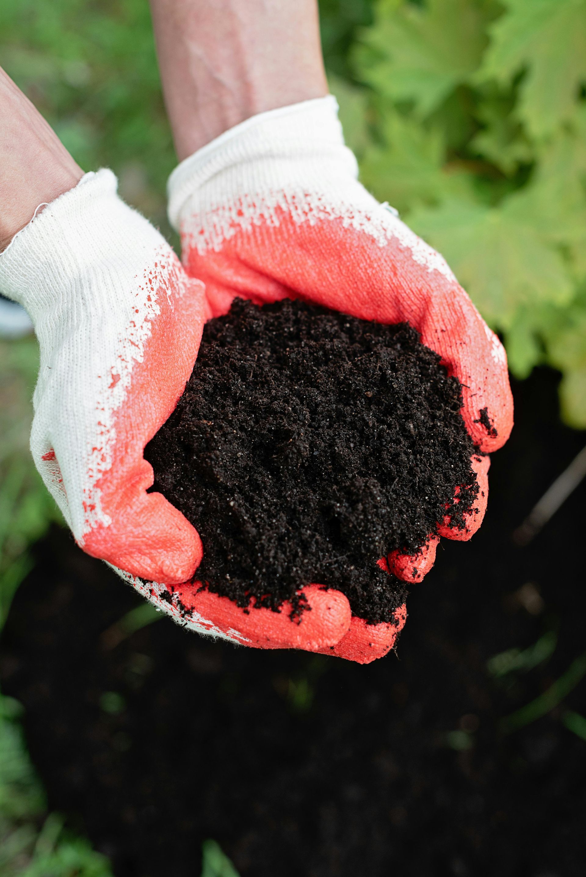 A person wearing red and white gloves is holding a pile of dirt in their hands.
