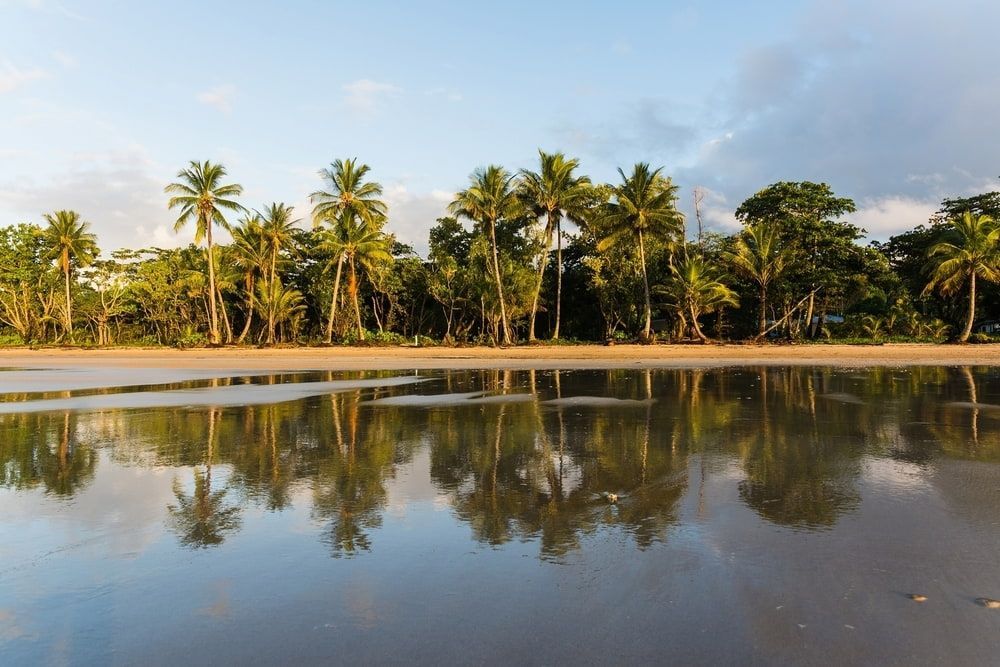 A Row of Palm Trees Are Reflected in a Body of Water — Smithys Crane Hire in Mission Beach, QLD