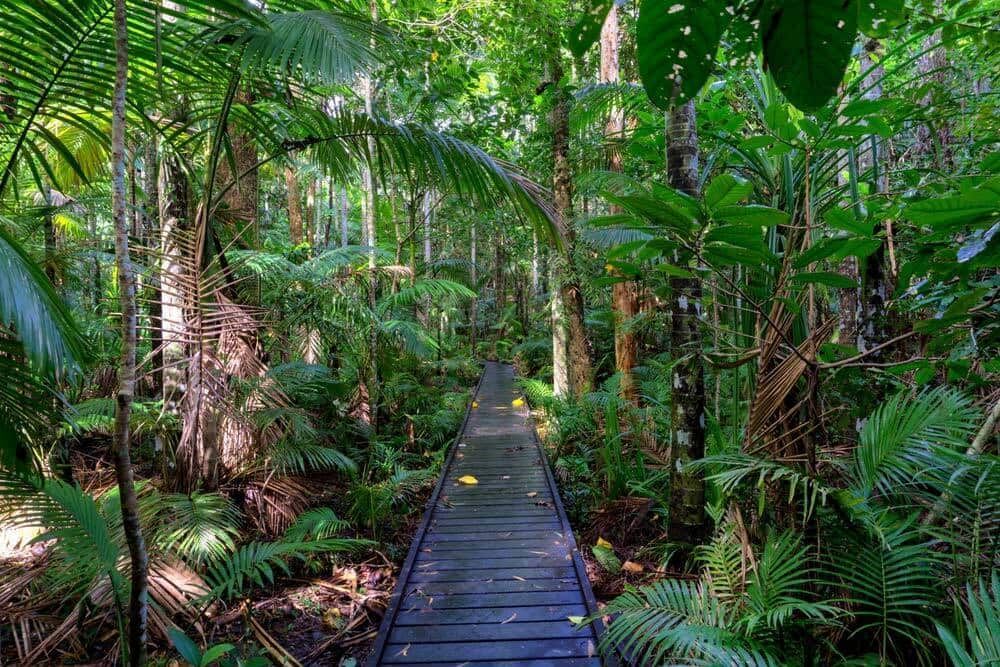 A Wooden Walkway in the Middle of a Lush Green Jungle — Smithys Crane Hire in Edge Hill, QLD