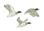 Three ducks are flying in the air on a white background.