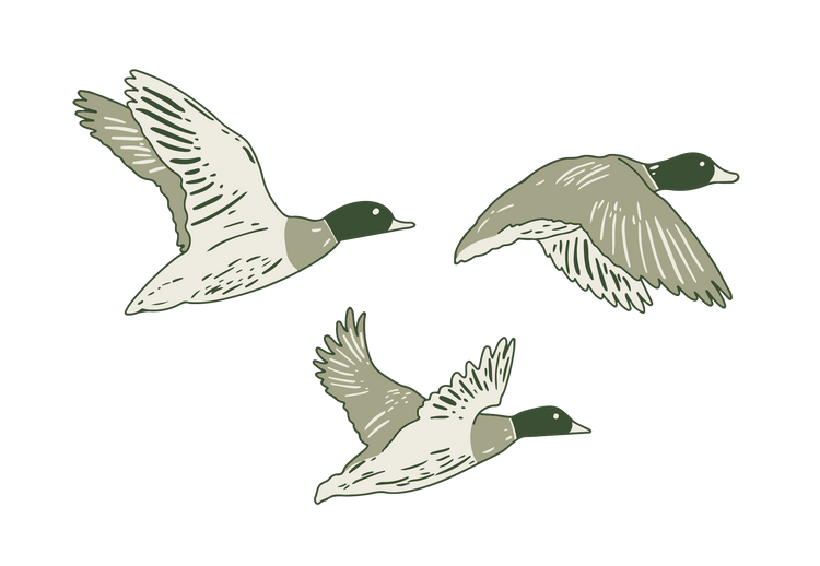 Three ducks are flying in the air on a white background.