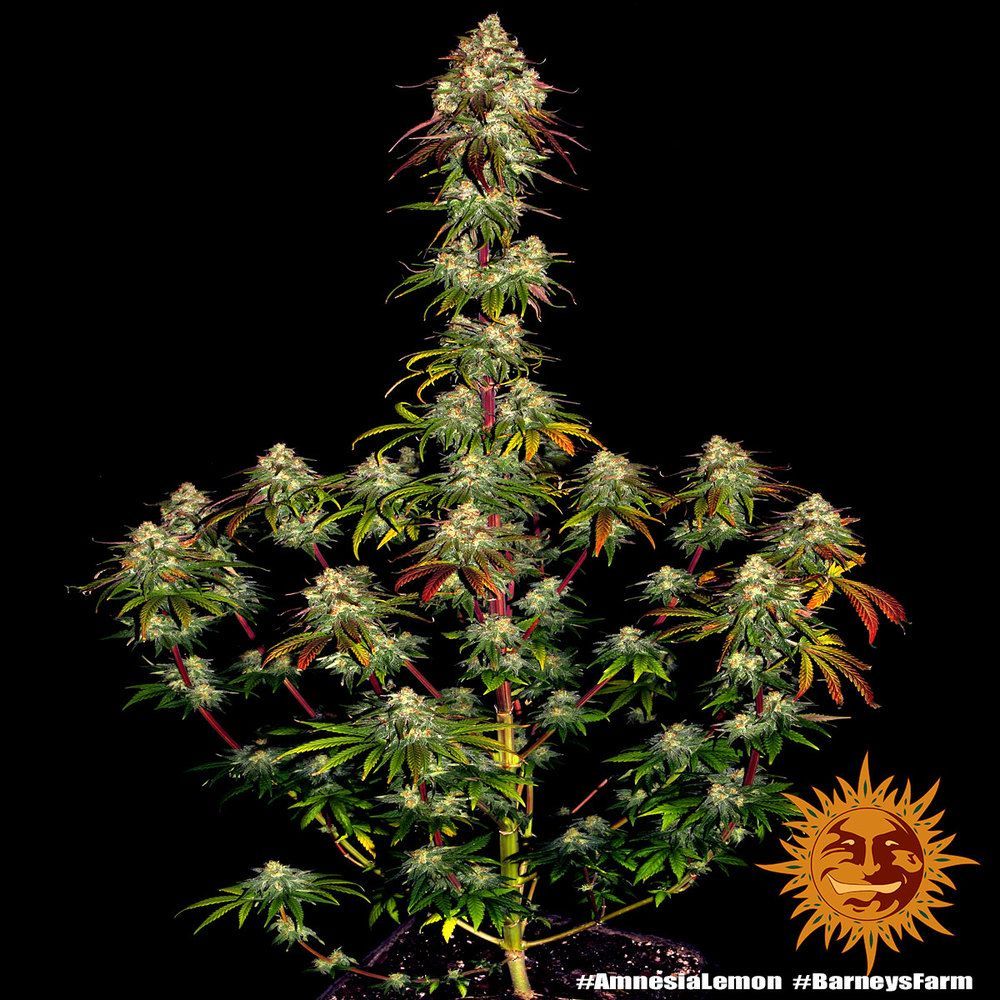 AMNESIA LEMON STRAIN Seed 1 Prix € 11 ,-TTC