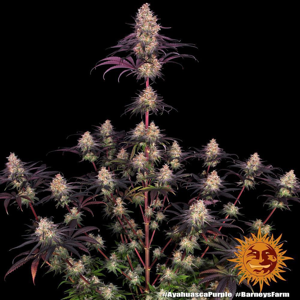 AYAHUASCA PURPLE STRAIN Seed 1 Prix € 11.50 ,-TTC