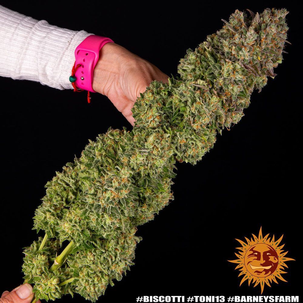 BISCOTTI STRAIN Seed 3 Prix € 31.42 ,-TTC
